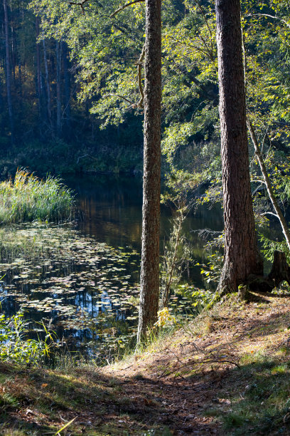 松林和湖泊。图片下载