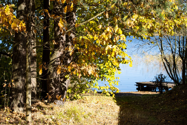 松林和湖泊。图片下载