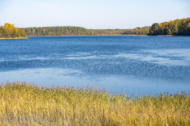 松林和湖泊。图片下载