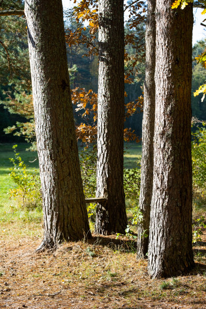 松林和湖泊。图片下载