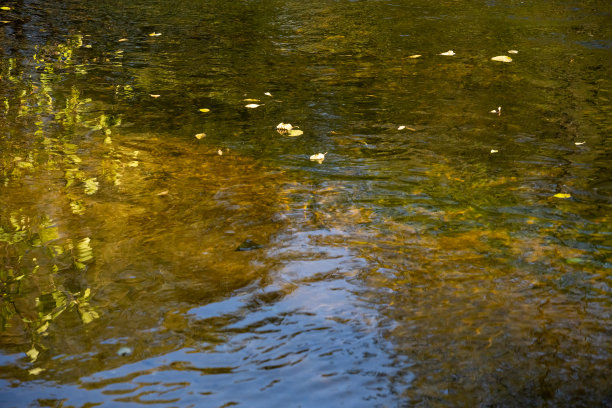 松林和湖泊。图片下载