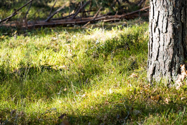 松林和湖泊。图片下载
