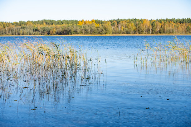松林和湖泊。图片下载