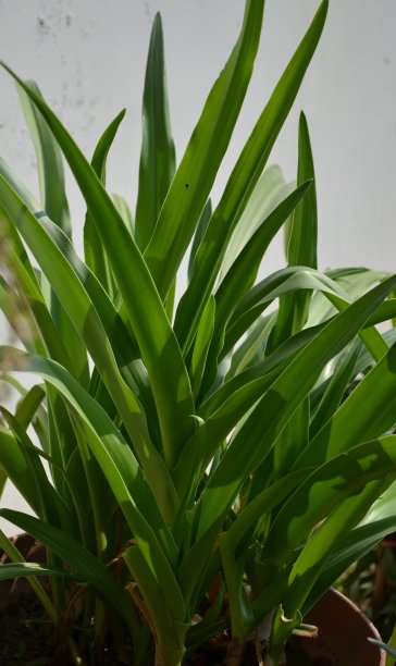 大叶百合属植物，俗称:奶酒百合、粉条纹喇叭百合、宽叶粉条纹喇叭百合、宽叶百合。图片下载