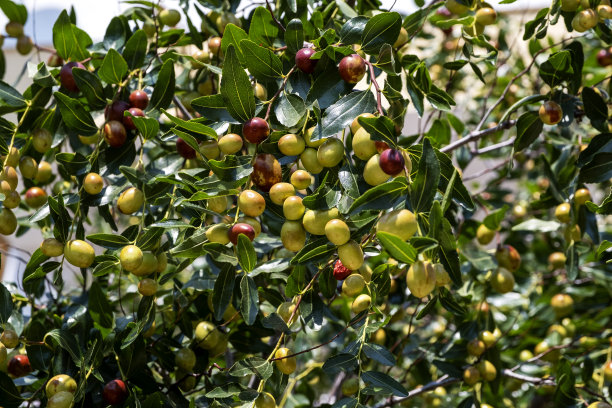 树上的枣子图片下载