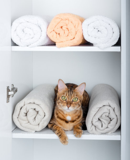 孟加拉猫和卷毛巾在白色的壁橱里。图片下载