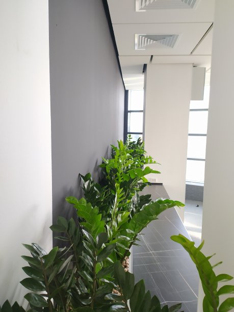 Zamiakulkas是现代办公室里的室内植物图片下载