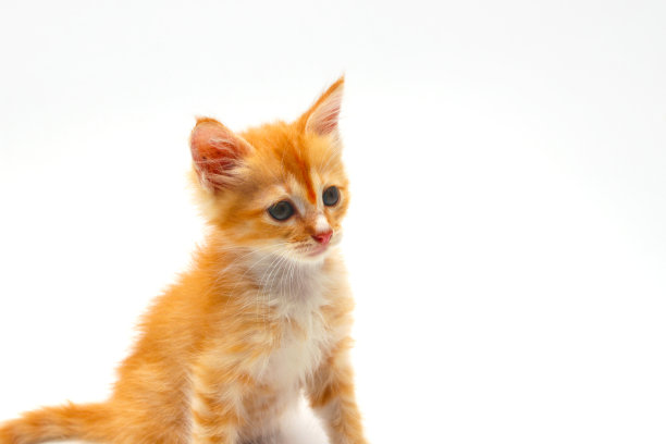 黄色小猫孤立在白色背景上图片下载
