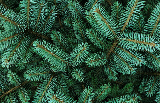 冷杉的特写图片下载