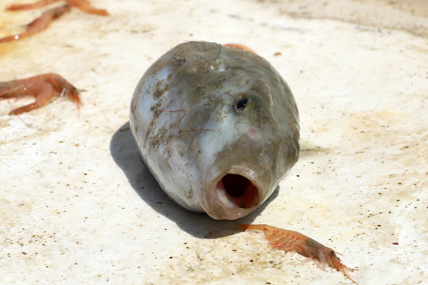 河豚鱼图片下载