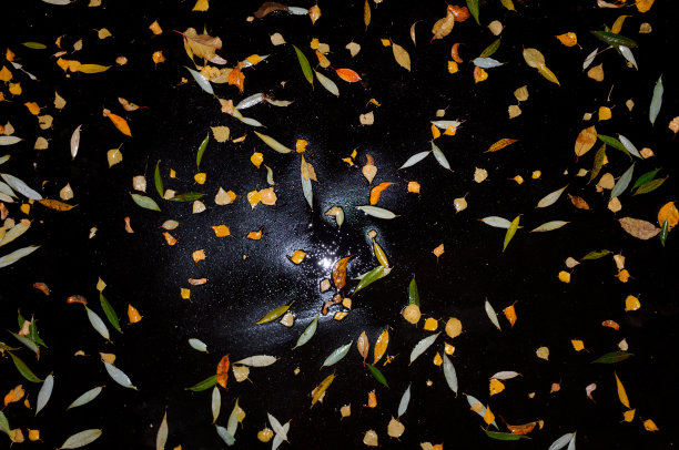 落叶在黑色潮湿的沥青上，俯视图图片下载