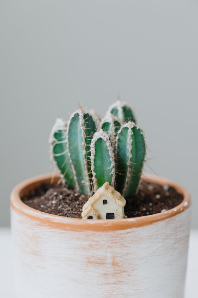 白色的桌子上，一个漂亮的陶罐里放着仙人掌。家庭装饰用盆栽植物图片下载