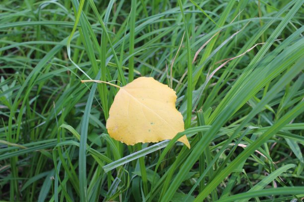 黄秋叶在绿草的背景上图片下载