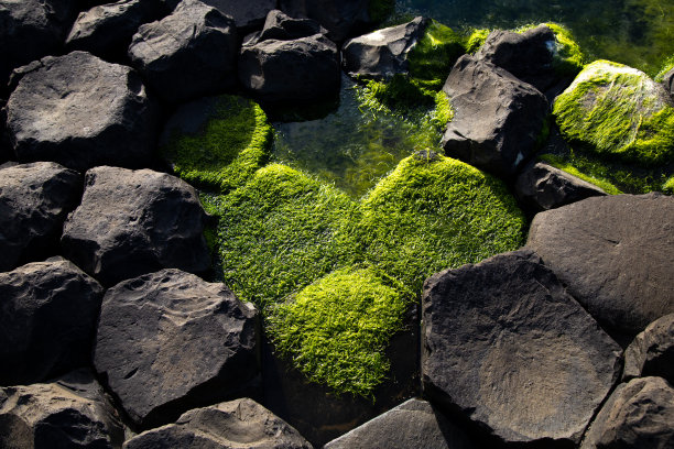 石头上覆盖着心形的绿色苔藓图片下载