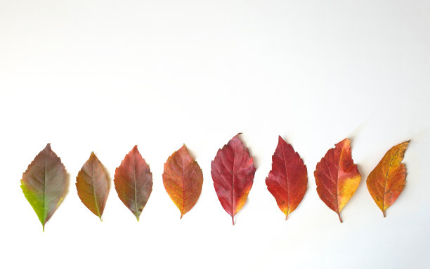 秋天的主题。图片下载