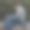 女人专注于电脑屏幕图片下载