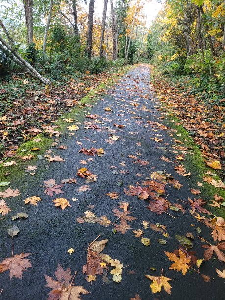 秋天的落叶之路图片下载