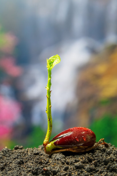 蛋果犬蛾黄果(Pouteria campechiana (Kunth) Baehni)种子图片下载