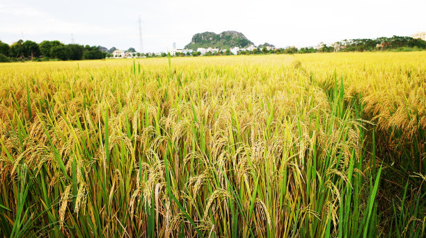稻田开花了，形成了谷粒和天空的背景。图片下载