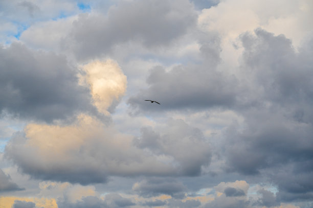 海鸥飞翔和盘旋在一个情绪化的戏剧性多云的天空背景。鸟在天空的照片图片下载