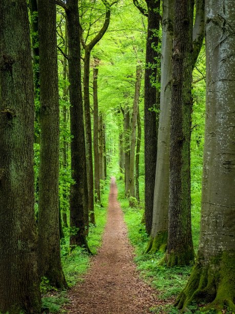 森林大道图片下载