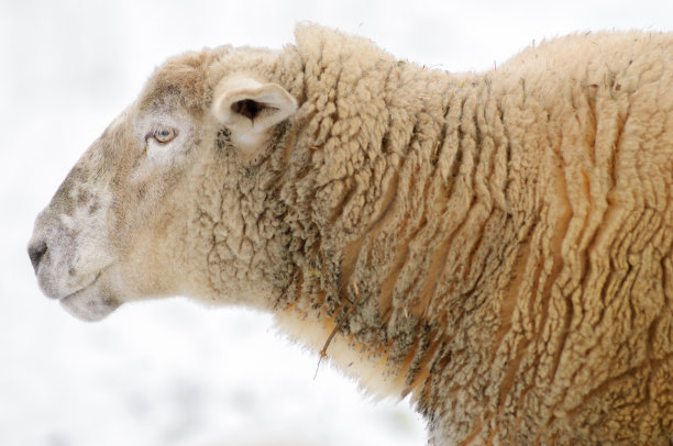 一只羊在冬天的雪里。图片下载