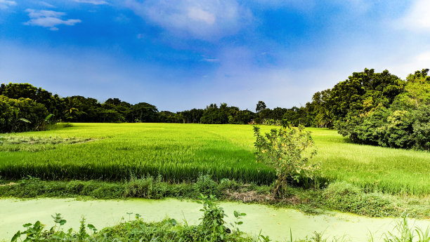 美丽的稻田和蓝天背景，孟加拉国。图片下载