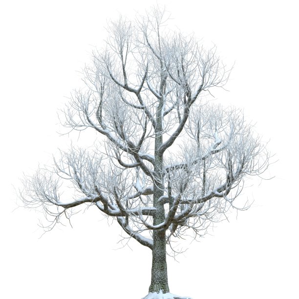 冬天树在雪孤立在白色的背景3d插图图片下载