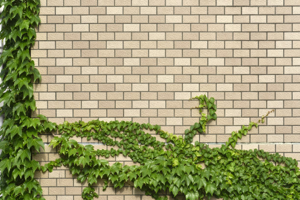 装饰墙和植物。图片下载