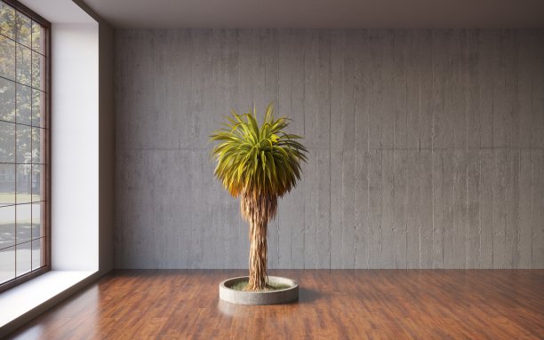 空房间;灰泥墙配盆景树盆景;模板设计;三维渲染，三维插图图片下载