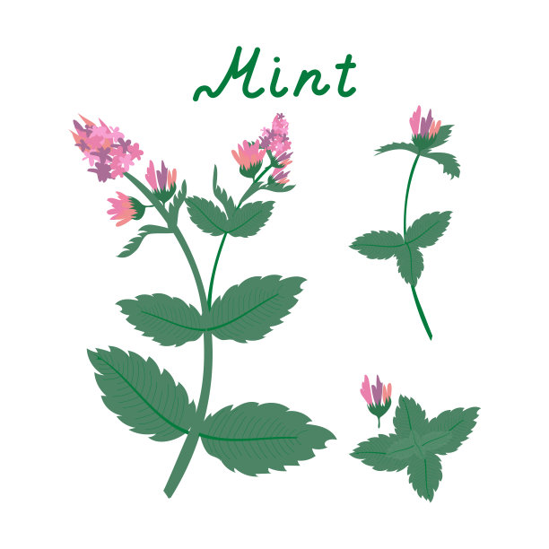一组新鲜的薄荷叶，在白色的背景上单独开花。摘要背景有薄荷叶和薄荷花，薄荷草。图片下载