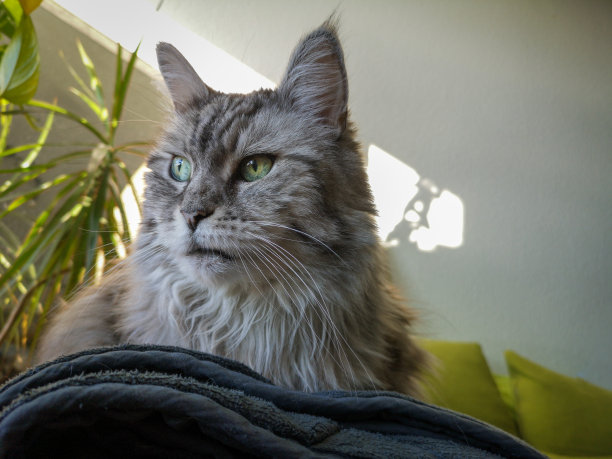 奇怪的猫图片下载