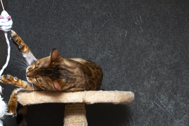 家猫会打架和打猎。图片下载