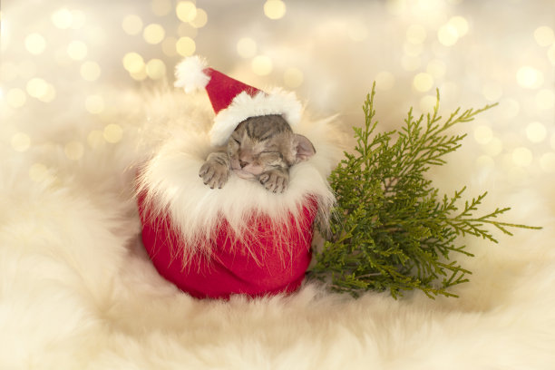 一只带条纹的小猫咪戴着圣诞帽，穿着礼物靴，映衬着金色的灯光图片下载