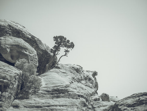 约旦岩石沙漠中生长的裸树复古单色照片图片下载