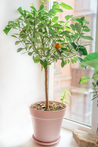 窗台上有室内花的花盆图片下载
