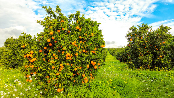 意大利橙果园图片下载