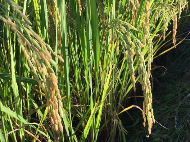 稻子准备收割了图片下载