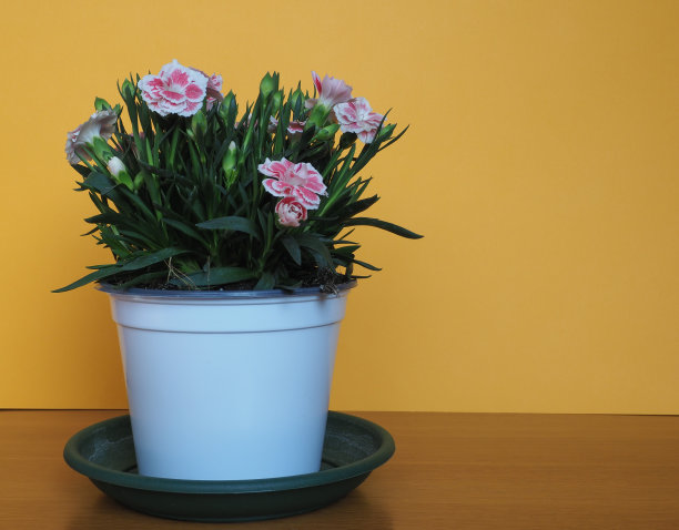 蔷薇粉(石竹)花图片下载