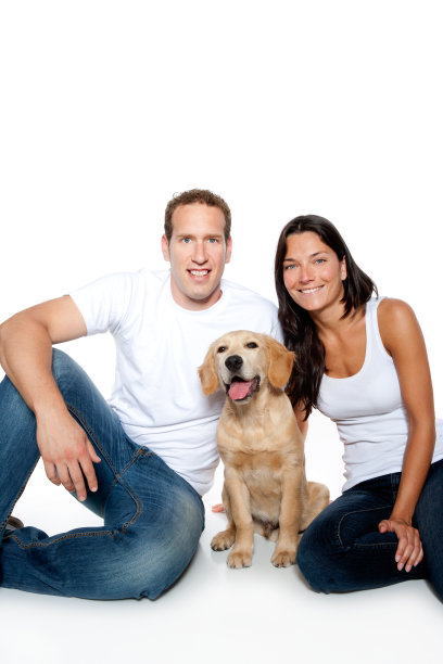 热恋中的情侣小狗，金毛猎犬图片下载