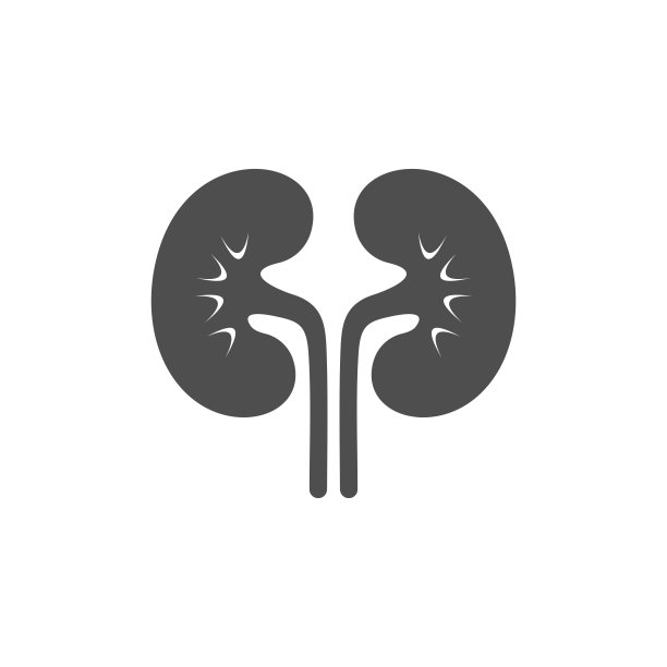 肾脏图标分离在白色。矢量图图片下载