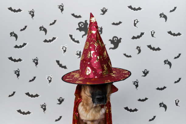 戴着巫师或魔术师帽子的德国牧羊犬。极简万圣节旗帜与狗在女巫服装和黑色幽灵和蝙蝠在白色背景。图片下载
