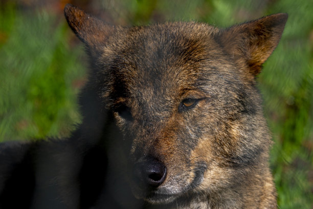 伊比利亚狼图片下载