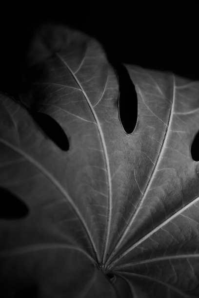 干叶怪物特写，抽象的植物标本室在黑色的背景，黑白照片的植物在软焦点图片下载