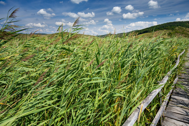 在罗马尼亚西北部的克卢日县，古老的木制木板路，旁边有栏杆，夏天的时候，蓝天下有白云图片下载