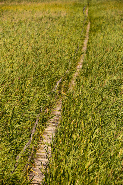 在罗马尼亚西北部的克卢日县，古老的木制木板路，旁边有栏杆，夏天的时候，蓝天下有白云图片下载