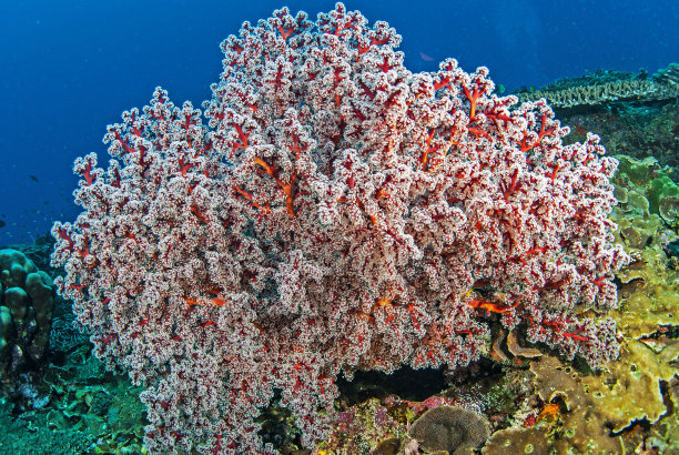 所罗门群岛图片下载