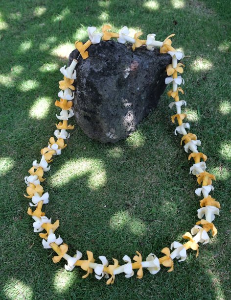 夏威夷puakenikeni花图片下载