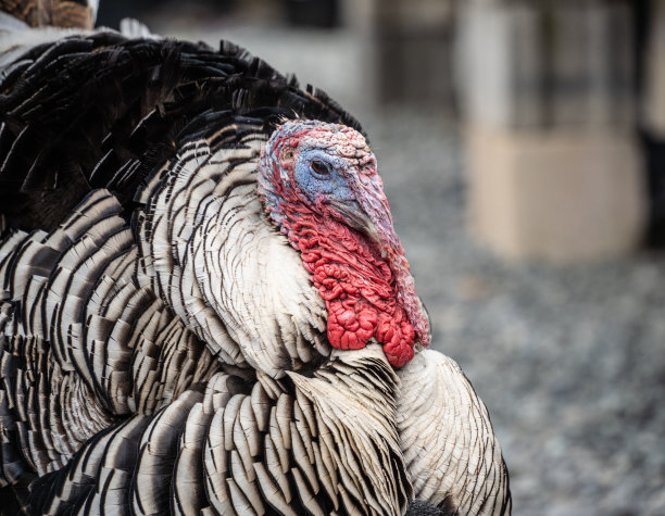野生火鸡图片下载