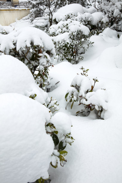 雪覆盖了树木图片下载